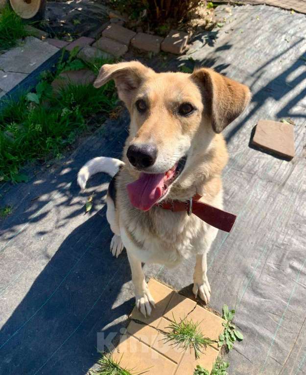 Собаки в Москве: Наверное, самая умная собака Девочка, Бесплатно - фото 3