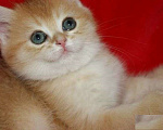 Кошки в Москве: Золотой прямоухий мальчик Мальчик, 30 000 руб. - фото 4