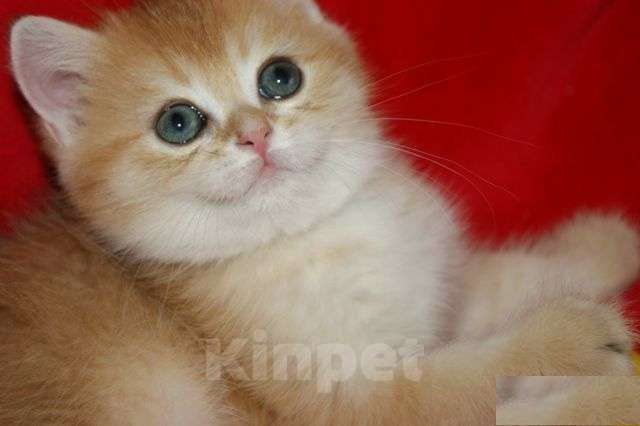 Кошки в Москве: Золотой прямоухий мальчик Мальчик, 30 000 руб. - фото 4