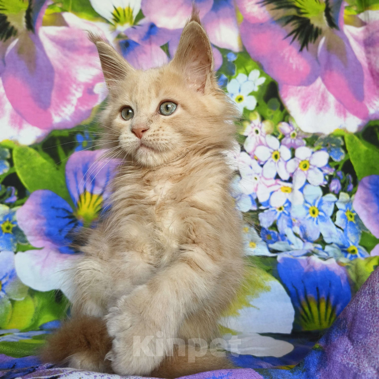 Кошки в Москве: Мейн-кун полидакт Мальчик Мальчик, 90 000 руб. - фото 2