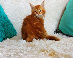 Кошки в Кингисеппе: Мейн куны рыжие морды, 10 000 руб. - фото 5
