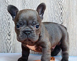 Собаки в Санкт-Петербурге: Французский бульдог щенки Разнополые, 45 000 руб. - фото 3