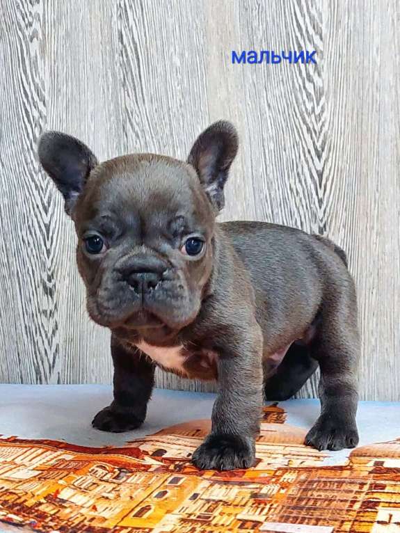 Собаки в Санкт-Петербурге: Французский бульдог щенки Разнополые, 45 000 руб. - фото 3