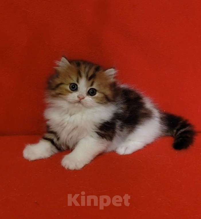 Кошки в Москве: Кошечка хайленд мрамор на золоте биколор Девочка, 25 000 руб. - фото 10