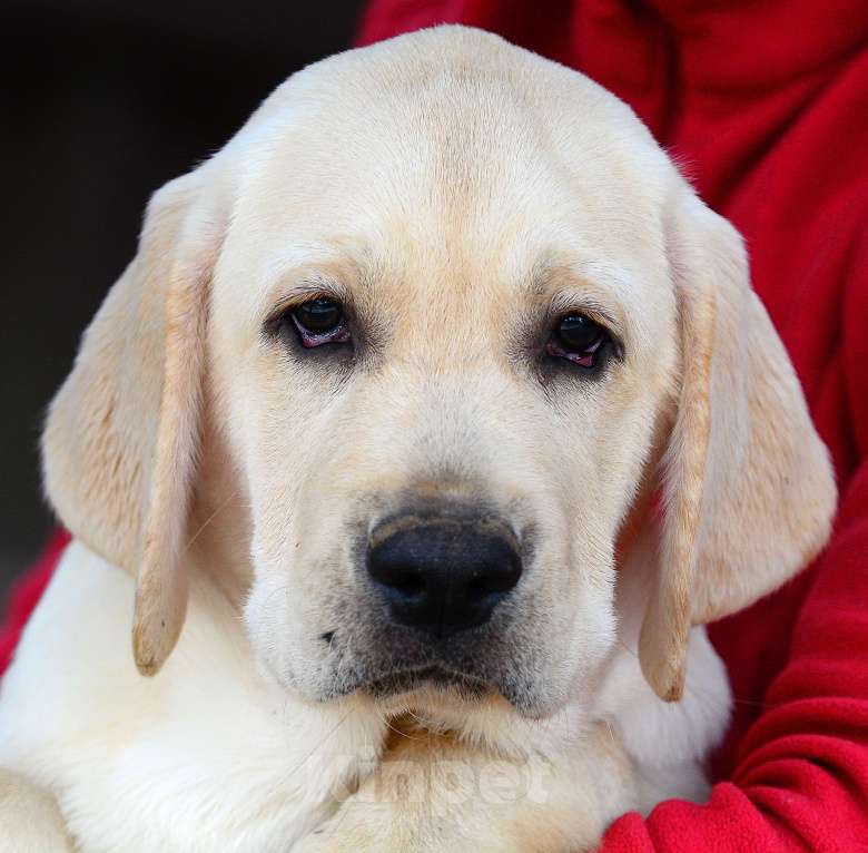 Собаки в других городах Московской области: Лабрадор ретривер щенки Разнополые, Бесплатно - фото 2