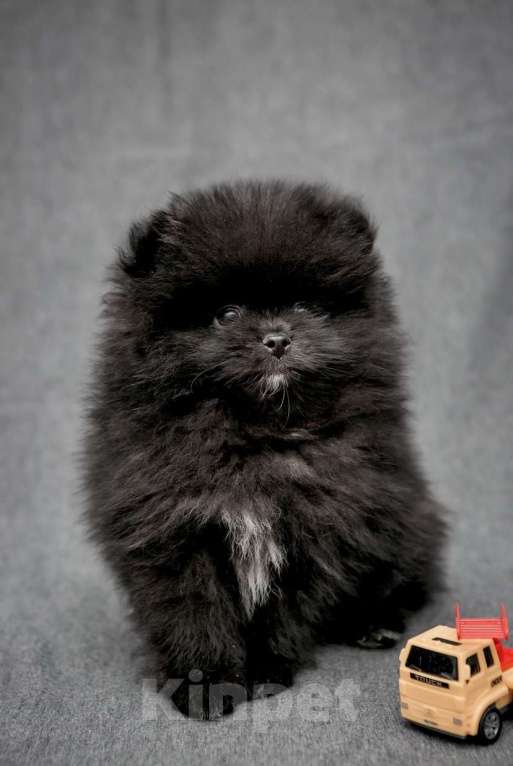 Собаки в Пушкино: Померанский шпиц мальчик Мальчик, 25 000 руб. - фото 2