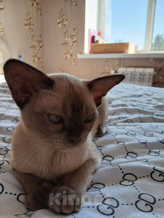 Кошки в Москве: Европейская Бурма Авдотья Девочка, 170 000 руб. - фото 2