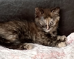 Кошки в Москве: Котёнок черепахового окраса Девочка, Бесплатно - фото 1