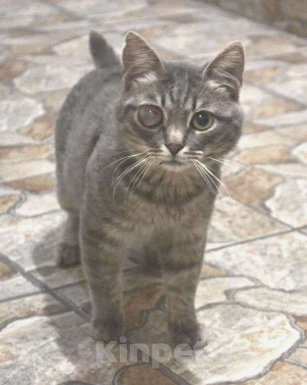 Кошки в Москве: Особенный котенок Дымок, переживший человеческое насилие, ищет дом и любящих людей!  Мальчик, Бесплатно - фото 3