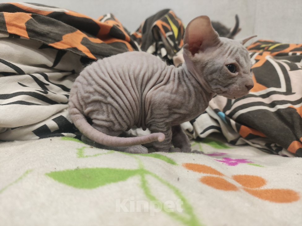 Кошки в Санкт-Петербурге: Донской сфинкс котята Разнополые, 20 000 руб. - фото 5