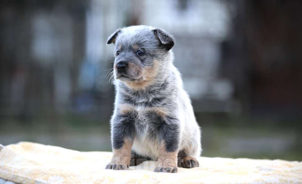 Собаки в Санкт-Петербурге: Щенок хилера Мальчик, Бесплатно - фото 3