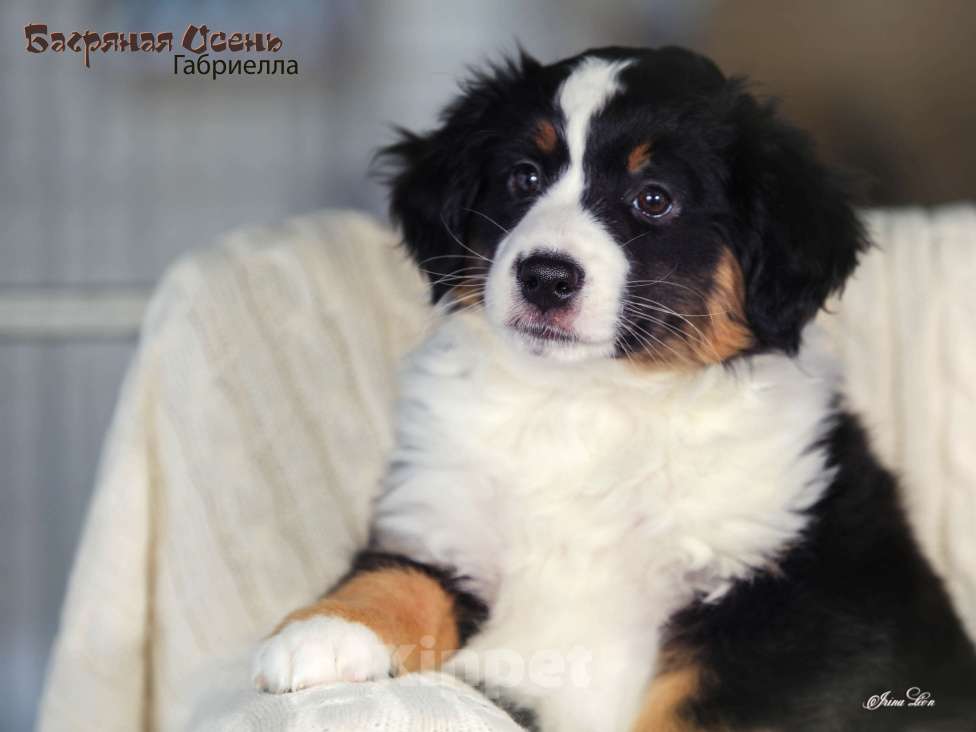 Собаки в других городах Московской области: Продается девочка миниаусси Девочка, 60 000 руб. - фото 8