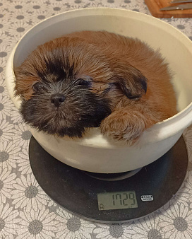 Девочка ши-тцу шоколадная