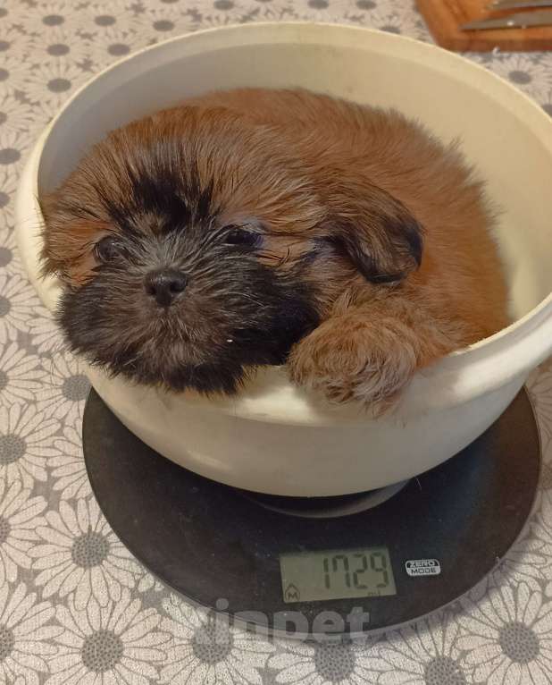 Собаки в Санкт-Петербурге: Девочка ши-тцу шоколадная Девочка, 50 000 руб. - фото 1