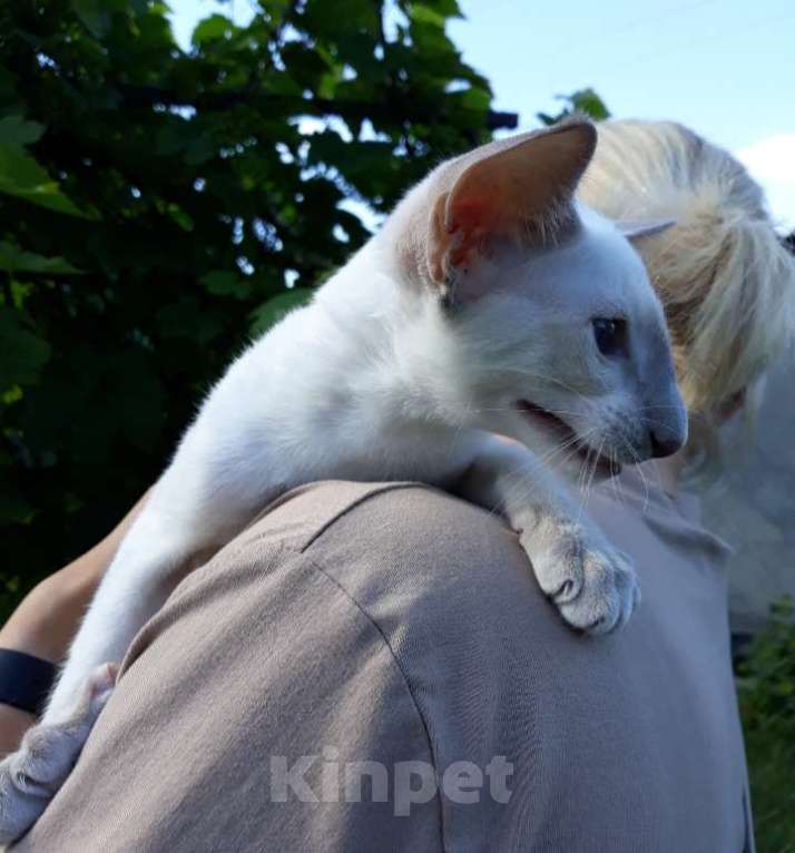 Кошки в Калининграде: Предлагаю ориентального котёнка Девочка, 30 000 руб. - фото 1
