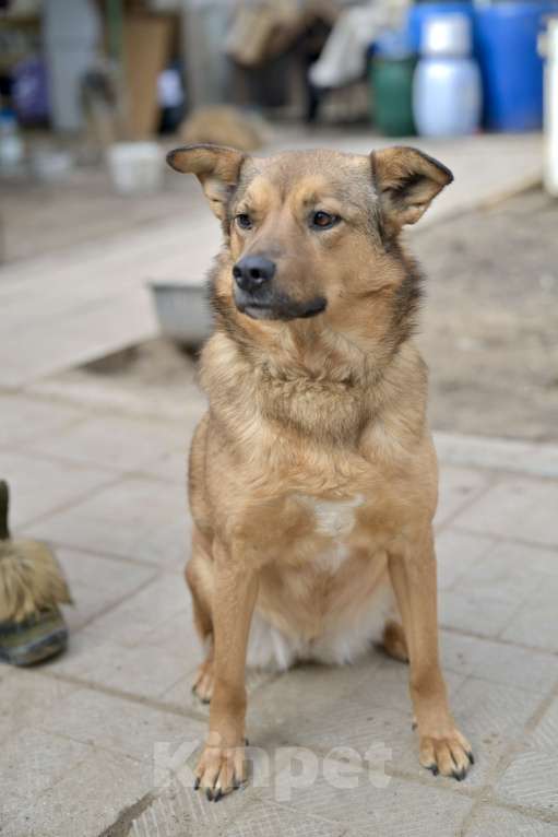 Собаки в Красногорске: Маленькая молодая собачка Каштанка ждёт в приюте своего хозяина Девочка, Бесплатно - фото 7