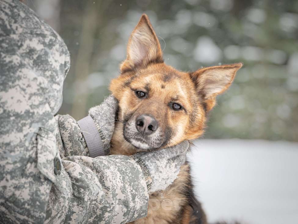 Собаки в Клине: Фундук — ласковый добряк, который ищет свою семью Мальчик, Бесплатно - фото 10