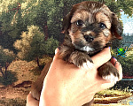 Собаки в Москве: Красавчик Хаванезик Мальчик, 100 000 руб. - фото 2