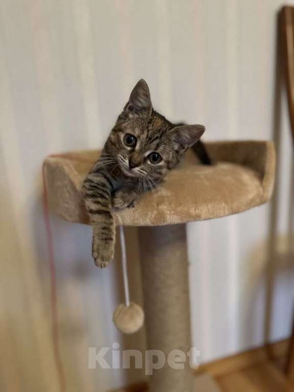 Кошки в Москве: Любопытная и нежная Тоси ищет дом (2 мес)  Девочка, Бесплатно - фото 4