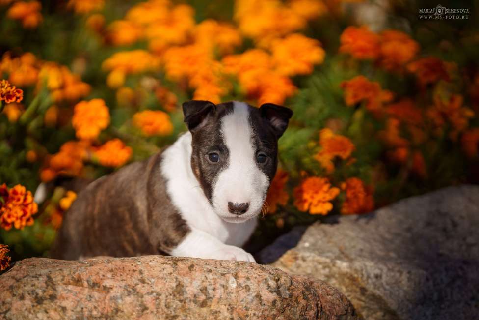 Собаки в Москве: Миниатюрный бультерьер щенок Девочка, Бесплатно - фото 3