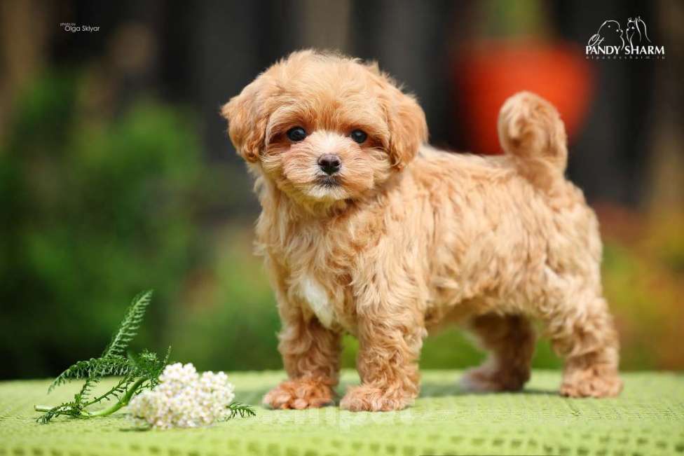 Собаки в Екатеринбурге: Шикарная девочка мальтипу от заводчика Девочка, 160 000 руб. - фото 4