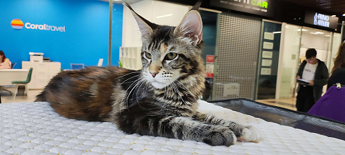 Девочка Мейн-кун 🌷