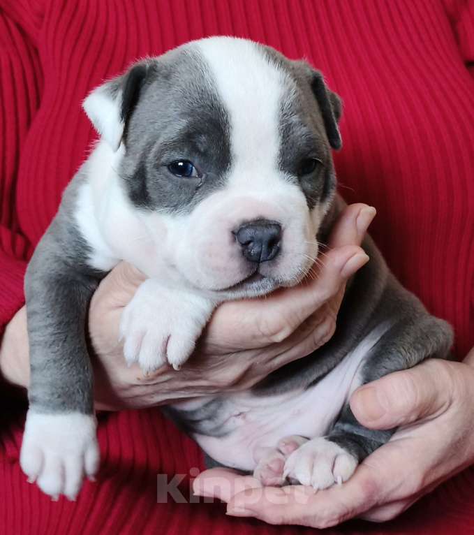 Собаки в Саратове: Ам булли покет мальчики Мальчик, Бесплатно - фото 1