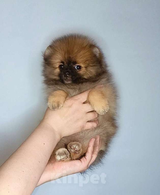 Собаки в Москве: Померанский шпиц, девочка Девочка, 22 000 руб. - фото 6