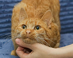 Кошки в Санкт-Петербурге: Шикарный рыжий Крашик в добрые ручки Мальчик, Бесплатно - фото 5