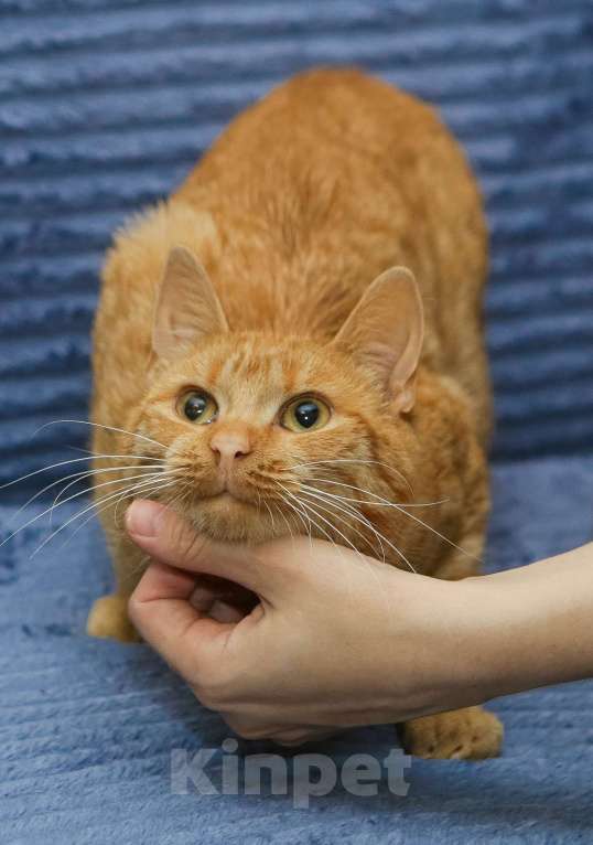 Кошки в Санкт-Петербурге: Шикарный рыжий Крашик в добрые ручки Мальчик, Бесплатно - фото 5