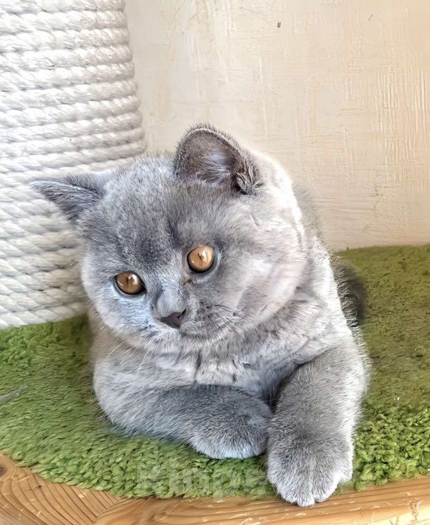 Кошки в Москве: Британские к/ш котята  Мальчик, Бесплатно - фото 4