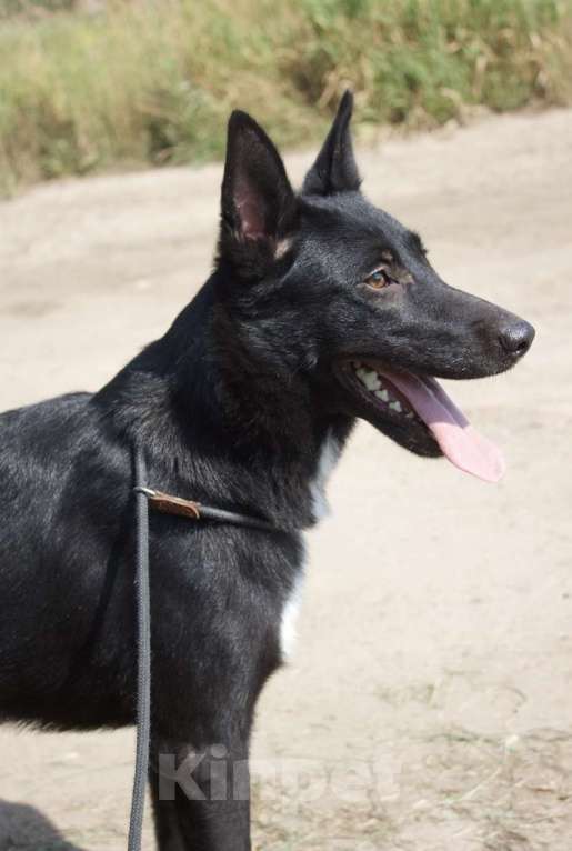 Собаки в Ярославле: Альма в добрые руки Девочка, Бесплатно - фото 4