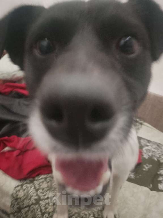 Собаки в Калининграде: песик Мальчик, Бесплатно - фото 1