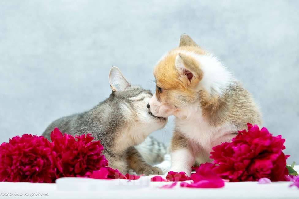 Собаки в Москве: Сука вельш-корги пемброк Девочка, 100 000 руб. - фото 2