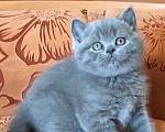 Кошки в Барнауле: Котёнок Британской кошки  Девочка, 12 000 руб. - фото 1