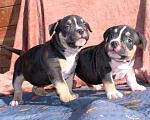 Собаки в Москве: Чёрные триколоры. Мальчик и девочка. Разнополые, 80 000 руб. - фото 6