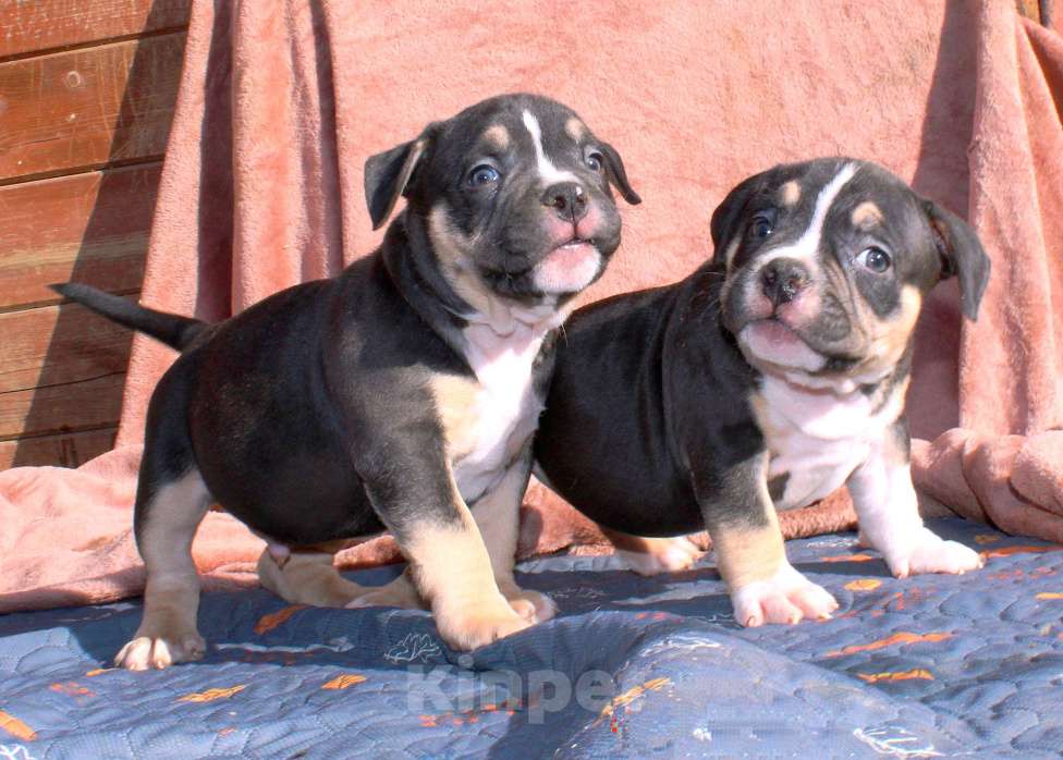 Собаки в Москве: Чёрные триколоры. Мальчик и девочка. Разнополые, 80 000 руб. - фото 6