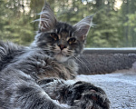 Кошки в Москве: Котик мейн-кун из питомника Status Joy Девочка, Бесплатно - фото 2