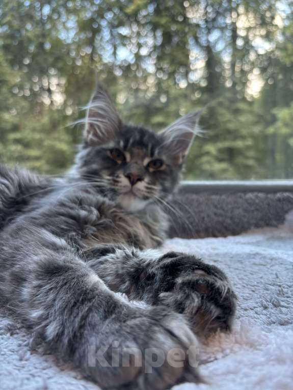 Кошки в Москве: Котик мейн-кун из питомника Status Joy Девочка, Бесплатно - фото 2