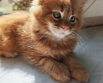 Кошки в Санкт-Петербурге: Котёнок Мейн Кун Мальчик, Бесплатно - фото 2