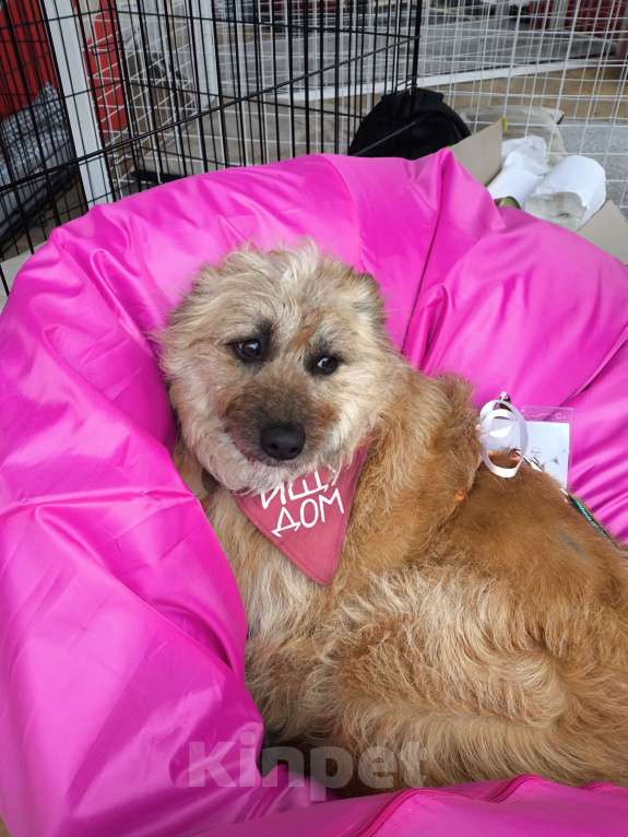 Собаки в Москве: Кэрри Девочка, Бесплатно - фото 2