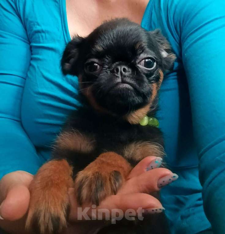 Собаки в Москве: Миниатюрная девочка пти-брабансон Девочка, 45 000 руб. - фото 1