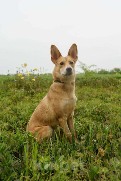 Собаки в Москве: КРАСАВИЦА ДУСЯ Девочка, Бесплатно - фото 7