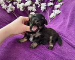 Собаки в Москве: Чёрный йорк мальчик без перецвета Мальчик, 50 000 руб. - фото 2