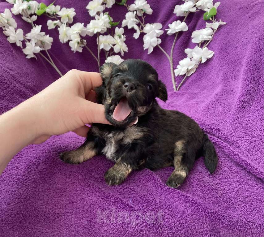 Собаки в Москве: Чёрный йорк мальчик без перецвета Мальчик, 50 000 руб. - фото 2