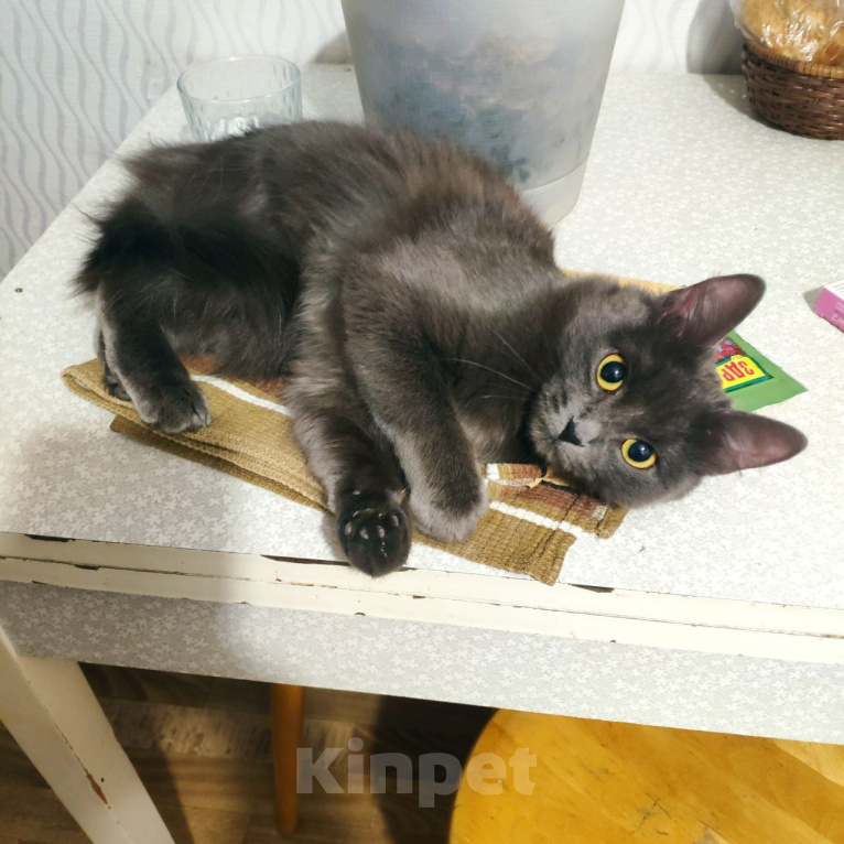 Кошки в Рязани: Кошка Аделаида ищет любящую семью Девочка, Бесплатно - фото 6