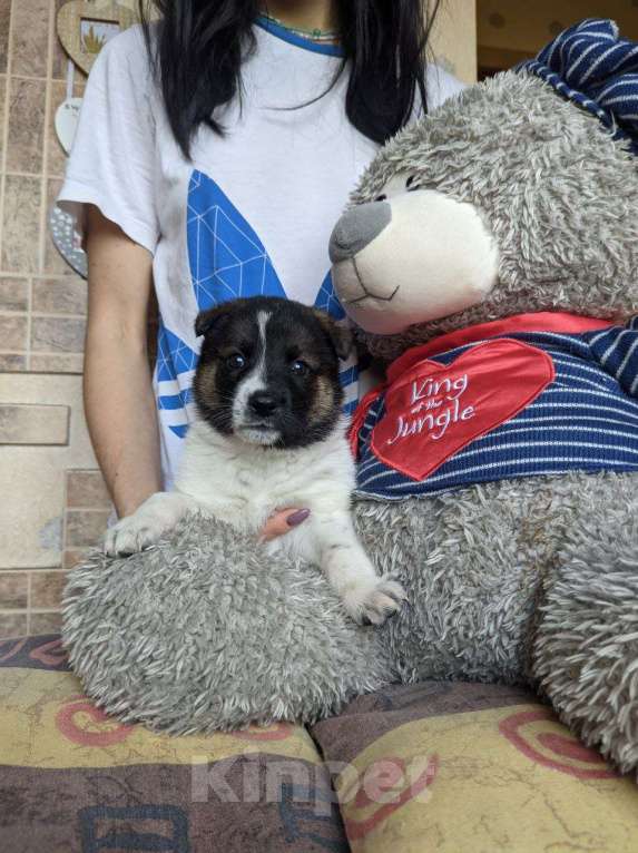 Собаки в Москве: Щенки в добрые руки  Девочка, 1 руб. - фото 5