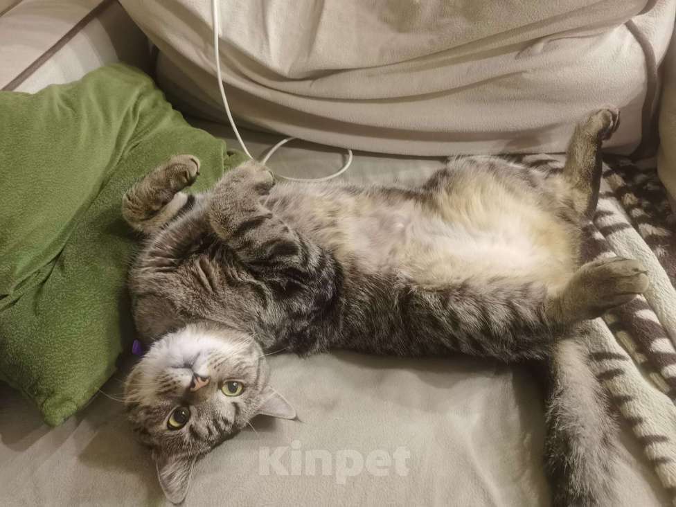 Кошки в Москве: Знакомьтесь, это Саня!  Мальчик, Бесплатно - фото 8