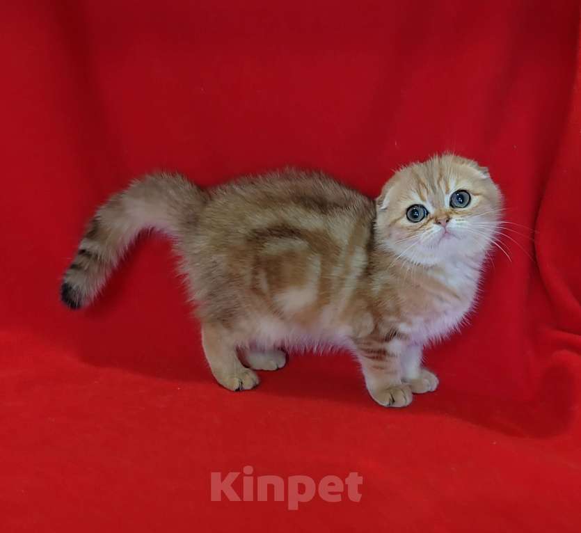 Кошки в Москве: Золотая мраморная вислоухая кошечка Девочка, 20 000 руб. - фото 1