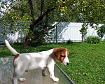 Собаки в Голицыно: Щенок Джек-рассел-террьер Мальчик, 40 000 руб. - фото 1